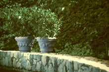 Carica l'immagine nel visualizzatore di Gallery, Decorati Limoni