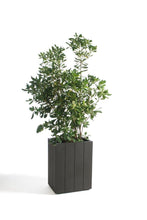 Carica l'immagine nel visualizzatore di Gallery, Fence e Fence Small
