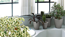 Carica l'immagine nel visualizzatore di Gallery, New Pot Family